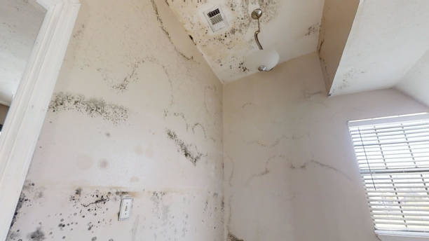 Best Airborne Mold Testing  in Richfield Springs, NY